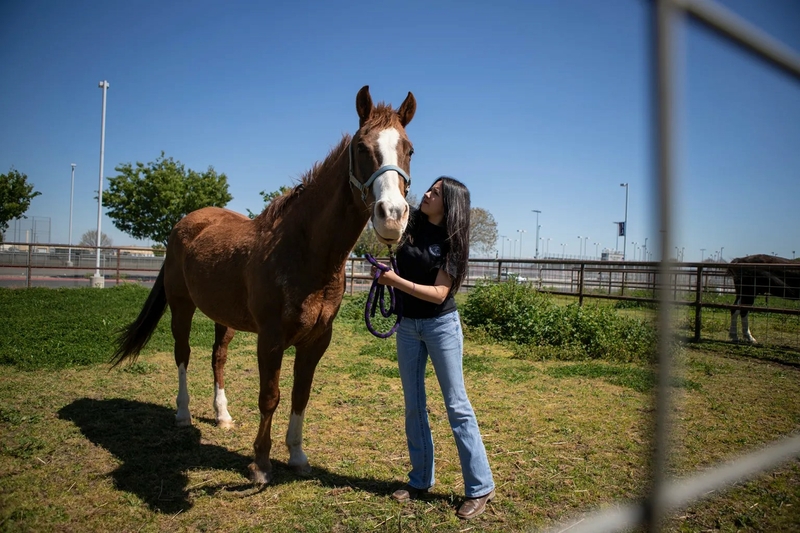 Sophomore student Brianna Ramirez adjusts a halter on a horse named Chewie at the Madera South High School 20-acre farm on April 2, 2024. Students raise livestock and grow oranges, corn, and pumpkins for school lunches and for the community as part of the school’s agriculture pathway, one of thousands of career-focused courses in California high schools. Photo by Larry Valenzuela, CalMatters/CatchLight Local