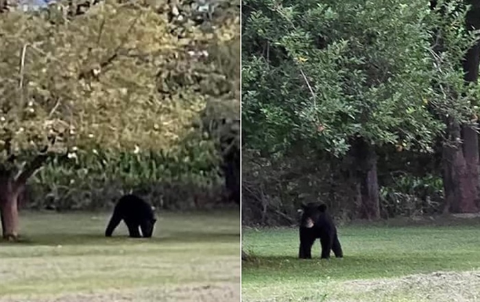 A black bear snacks on apples in rural Jackson County before heading northwest toward Gorham and the Mississippi River. (Photo provided by Ashley Shields)