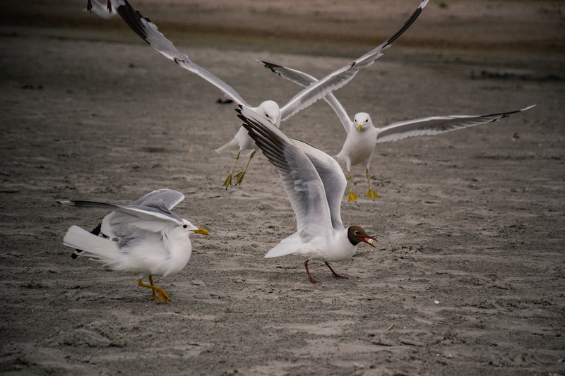 The Centers for Disease Control and Prevention said Wednesday a Louisiana resident is believed to have been infected with a severe case of bird flu through sick or dead birds on their property that were not part of a commercial poultry flock. In this photo, a seagull flies against a coastal backdrop. (Photo by Adrijan Mosesku/Getty Images)