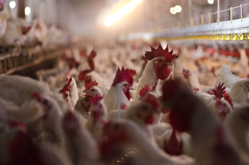 Bird flu, or H5N1, has disrupted the work of poultry farmers for years and began infecting dairy herds last year. (Photo by Lance Cheung/USDA)