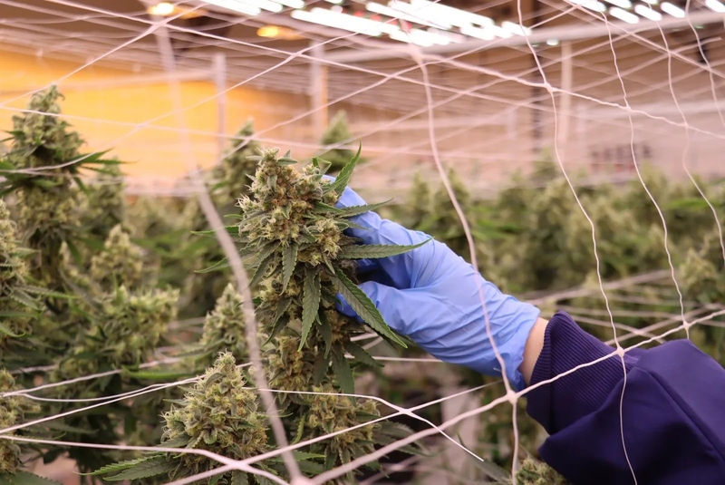 The continued denial by the FBI for criminal background checks on cannabis business licensees will back up the start of legal sales even farther. | SPOTLIGHT DELAWARE PHOTO BY BRIANNA HILL