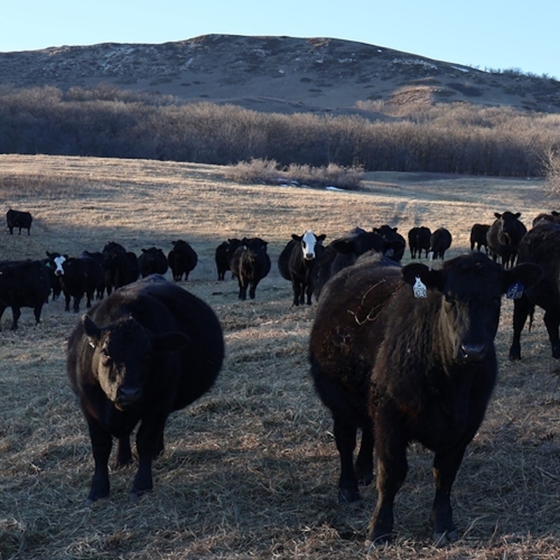 Cattle roam in a pasture near Killdeer in southwest North Dakota. (Jeff Beach/North Dakota Monitor)
