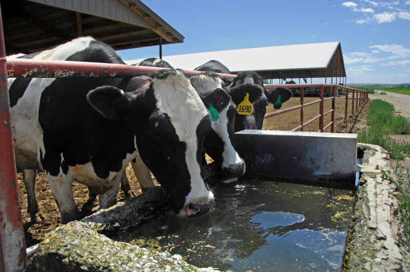 Holstein milking cows at an Idaho dairy on July 20, 2012. Photo by Kirsten Strough/USDA.
