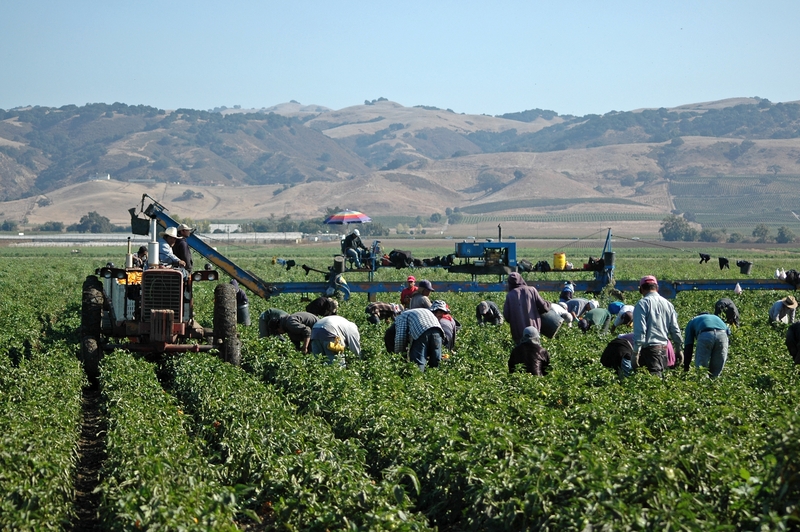 Farm workers harvesting yellow bell peppers near Gilroy, California. (Nnehring/Getty Images)