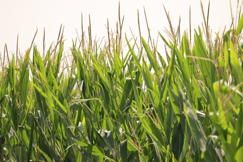 Tassels emerge from corn in central Iowa on Aug. 4, 2025. (Photo by Cami Koons/Iowa Capital Dispatch)