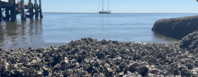 An oyster bed in Cedar Key, Florida. Zoya Teirstein / Grist