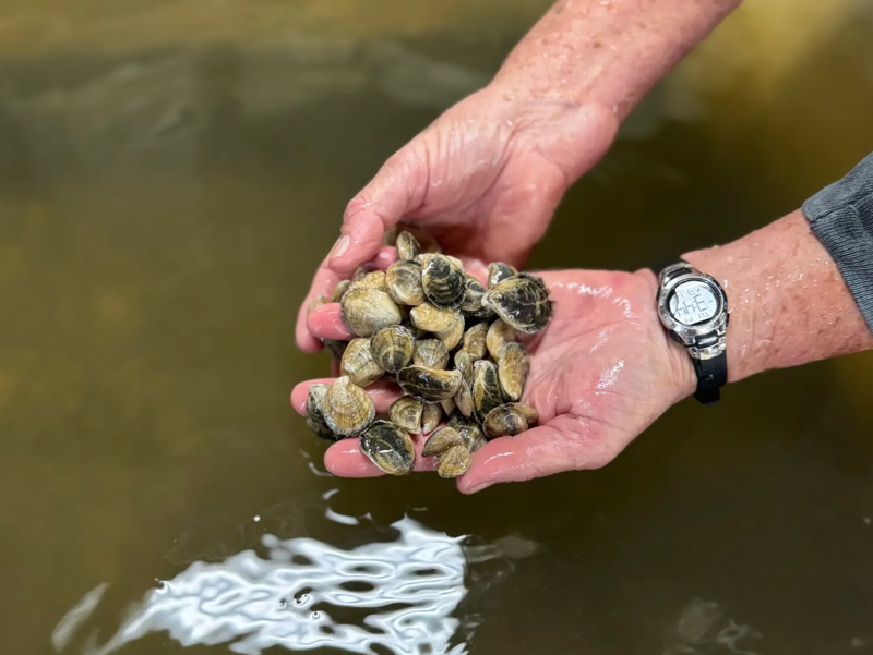 Leslie Sturmer checks on oysters growing in her laboratory in Cedar Key. Sturmer puts baby oysters through heat stress tests to see which species will be able to withstand rising temperatures. Zoya Teirstein / Grist