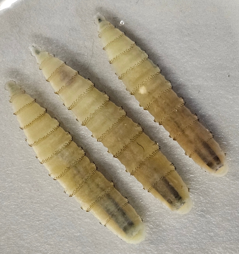 Close-up of three New World screwworm larvae