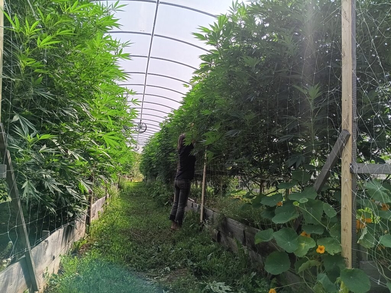 Maine debates the best method to test, track medical cannabis products