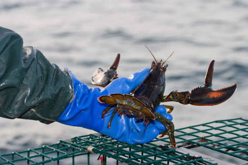 Canada excludes seafood from tariffs, sparing Maine’s lobster industry