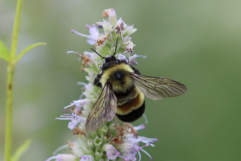 The search for Maine’s missing native bumble bees