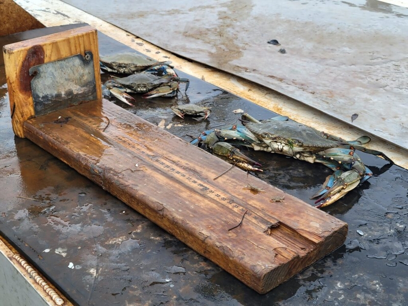 Blue crab population hits second-lowest level since 1990 in the Chesapeake Bay