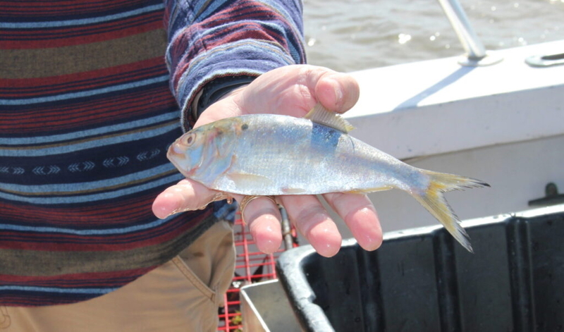 Bipartisan group of Maryland legislators call for menhaden harvest reductions