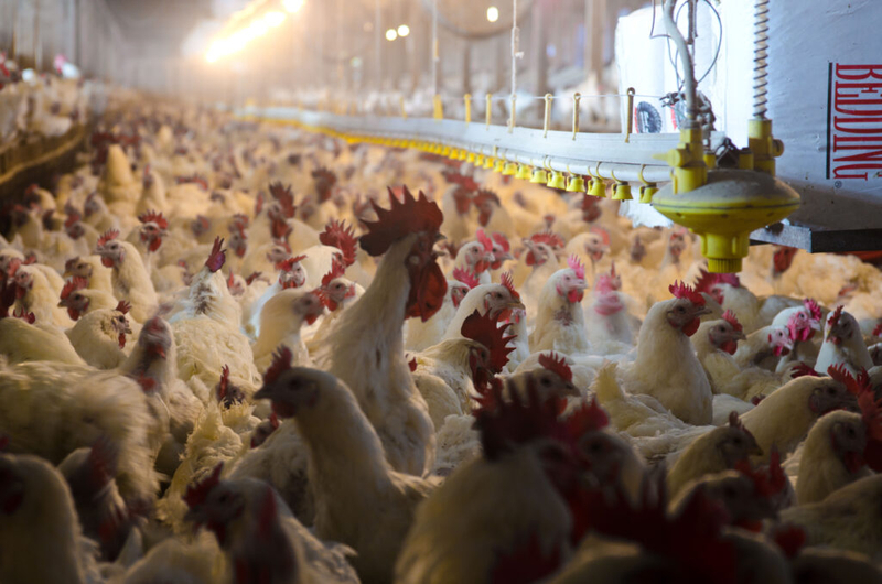 Bird flu hits farm in Caroline County, marking the first case detected in Maryland this year