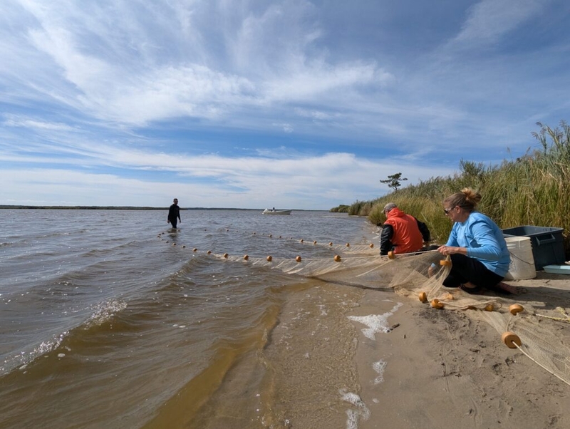 The Chesapeake Bay’s young rockfish are still struggling. It may be the ‘new normal.’