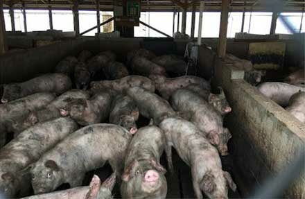A federal appeals court judge’s remarkable speech is the latest surprise in NC’s hog nuisance lawsuits