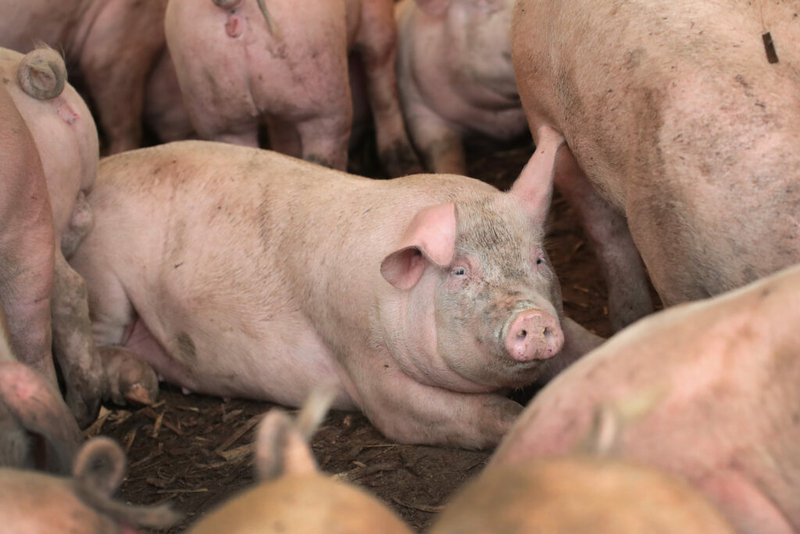 Federal court of appeals rules NC’s ag-gag law is unconstitutional, signals a win for whistleblowers
