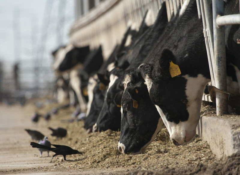 Avian influenza gene found in Forsyth County wastewater discharge; dairy cattle suspected source