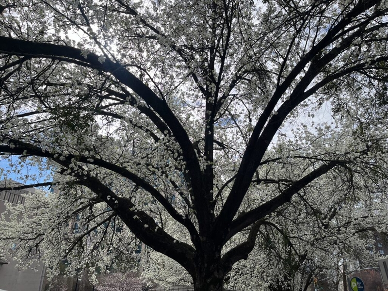 Climate change making allergy season longer in North Carolina, new study says