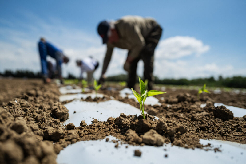 As summer heat waves intensify, North Carolina advocates push for farmworker protection