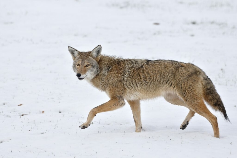 No more prizes for killing ‘nuisance’ animals under these hunting contest bans
