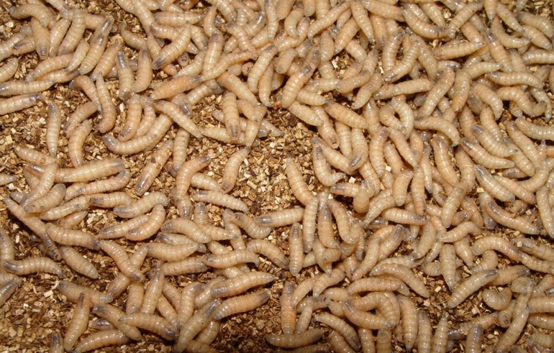 What you need to know about the flesh-eating New World screwworm