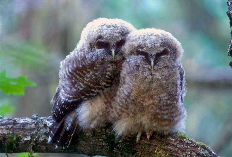 The feds no longer protect endangered species habitat. States say they can’t pick up the slack.