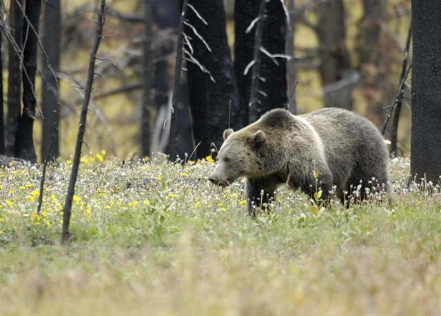 Trump administration says developers, loggers can kill endangered species