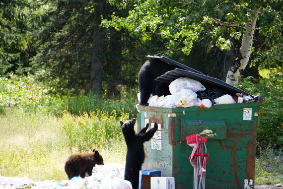 Bear killings skyrocket as garbage, birdfeeders draw them into conflict