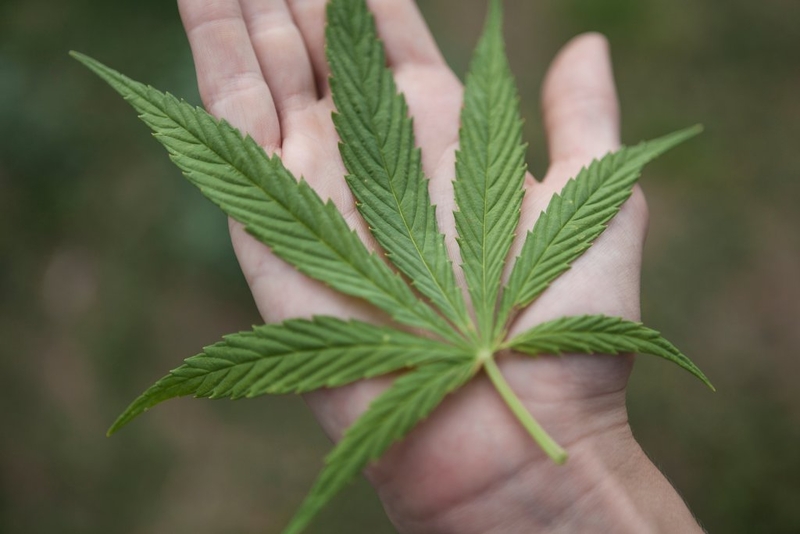 Florida’s top marijuana regulator leaves post