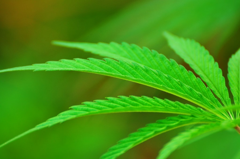Lawmakers poised to let sick Floridians smoke medical marijuana