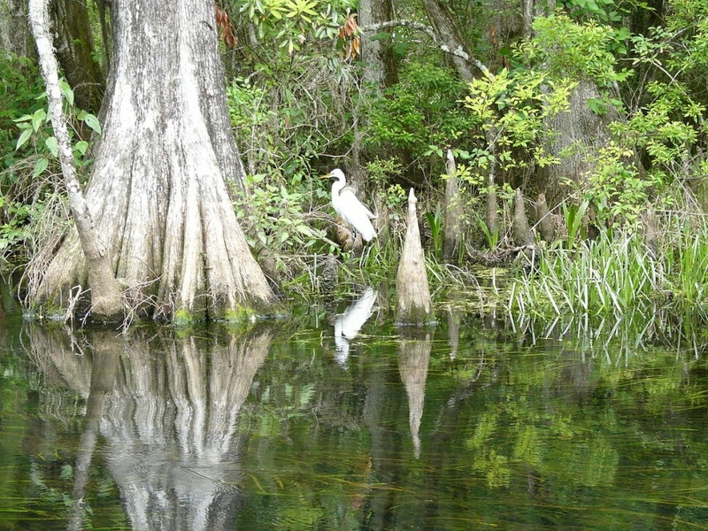 Down under FL’s Wakulla County, flirting with disaster with our biggest spring