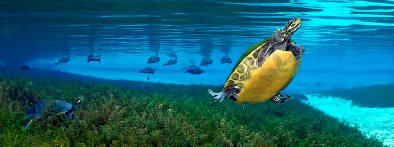 Florida buys springs to preserve them, does little to stop harm from beyond boundaries