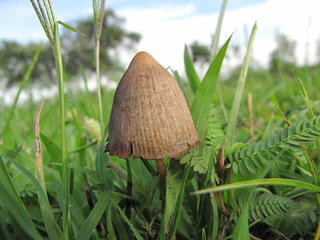 DeSantis poised to sign legislation banning psychedelic mushroom spores in Florida
