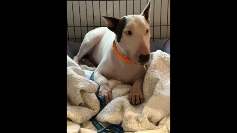 Animal abusers will face harsher penalties under newly signed bills