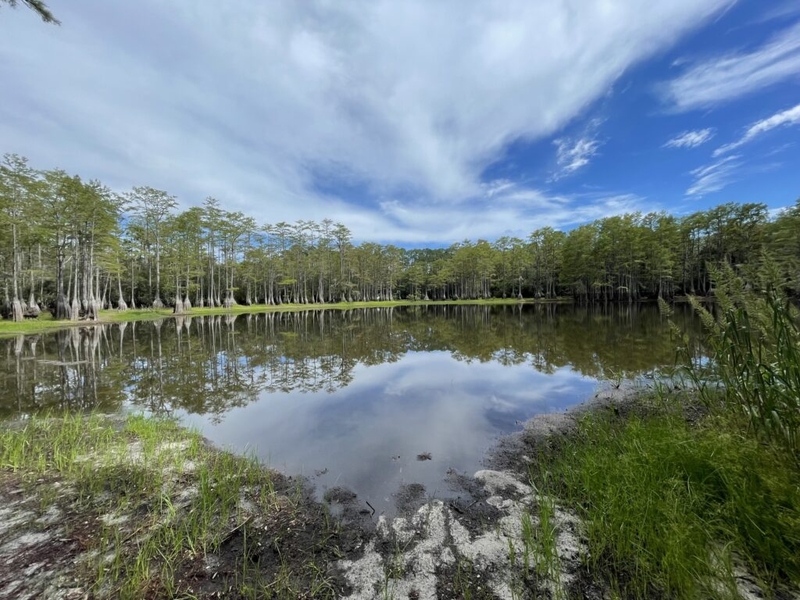 Florida county considers unpopular land swap with national forest