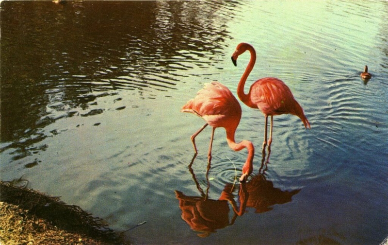 With intervention, flamingos can expand in Florida, UCF research says