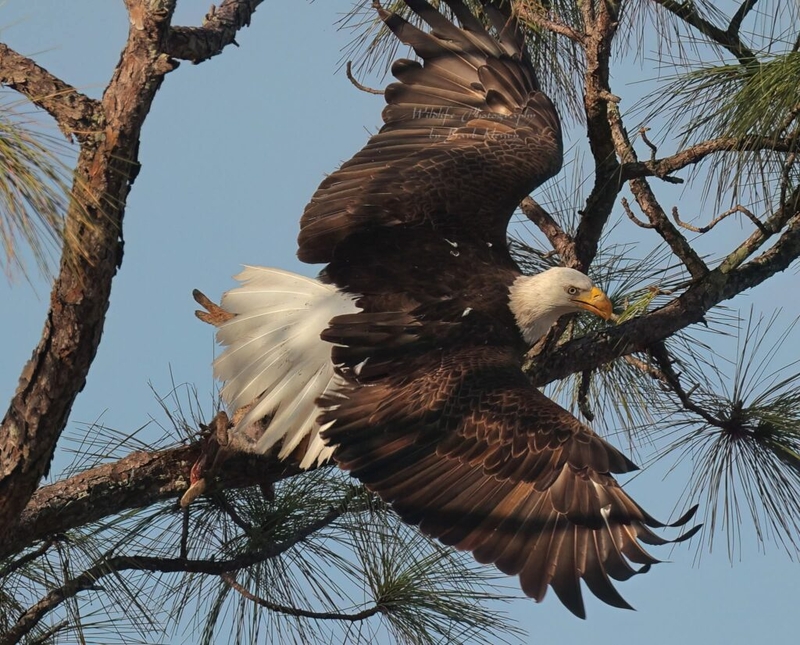 Slipshod investigation of famous Florida eagle’s death ruffles feathers