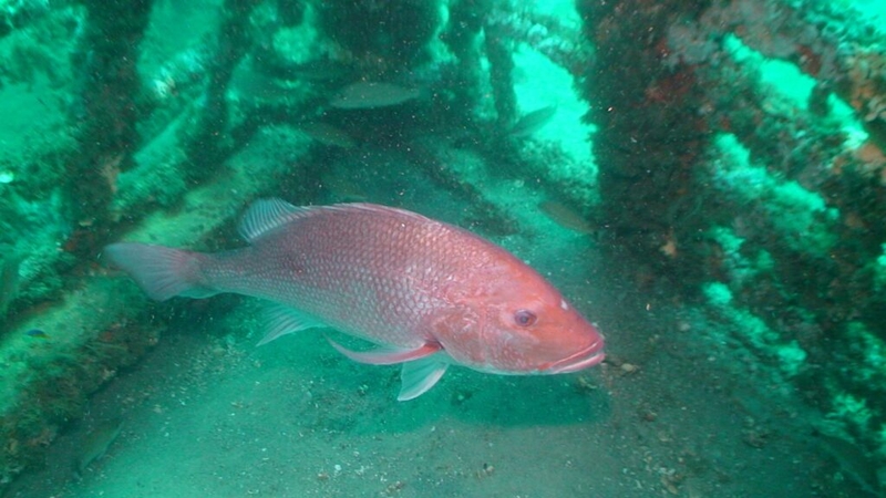 Red snapper fish fight highlights Florida governor’s disdain for science