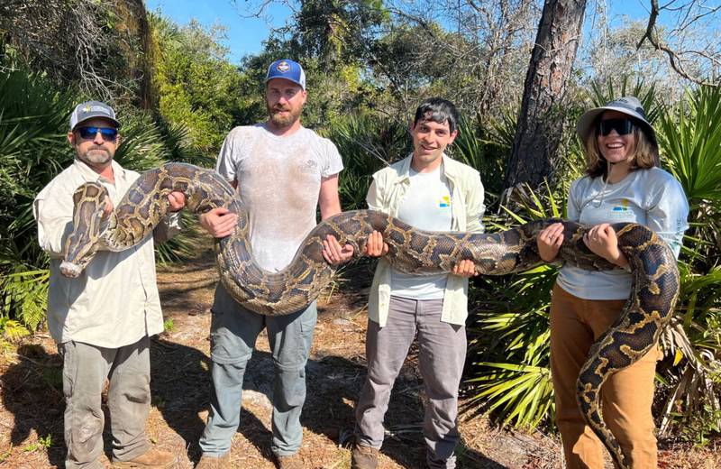 Python captures by Florida scientists overshadowed by hoopla over annual amateur contest