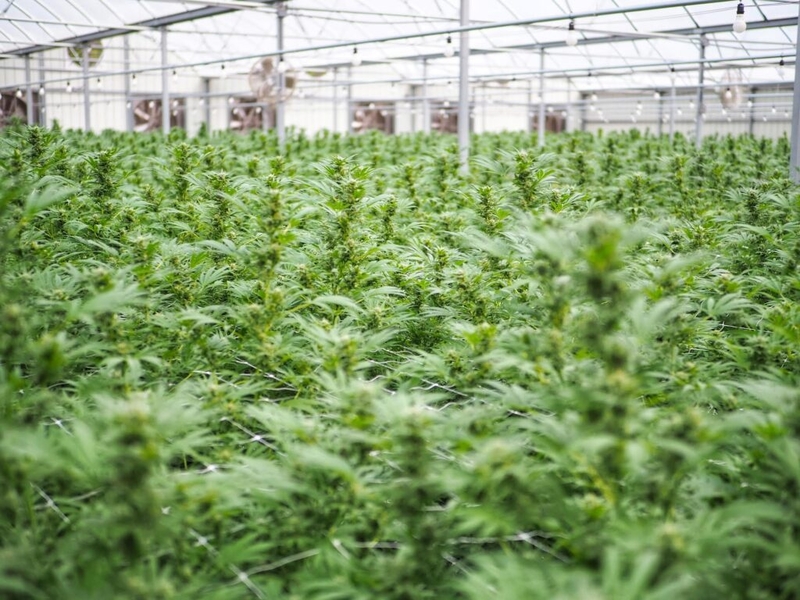 Pending federal hemp ban already hurting Florida businesses
