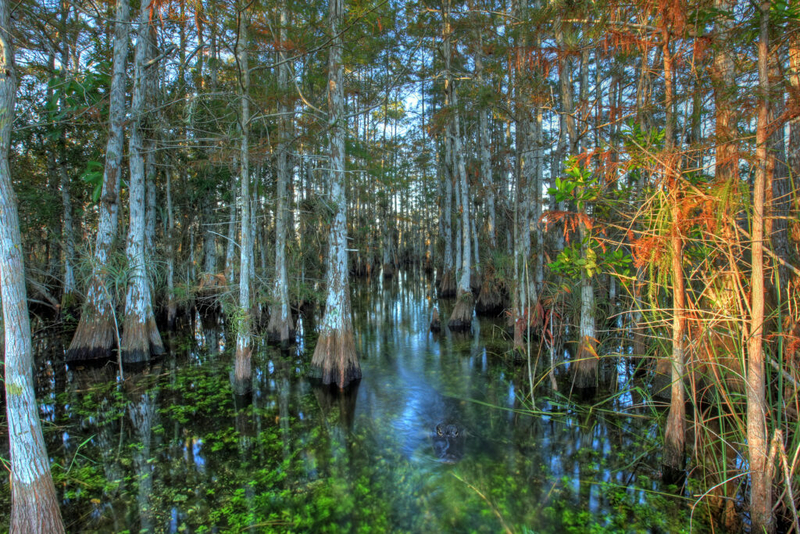 Congress tries end-run around Florida court decision protecting wetlands