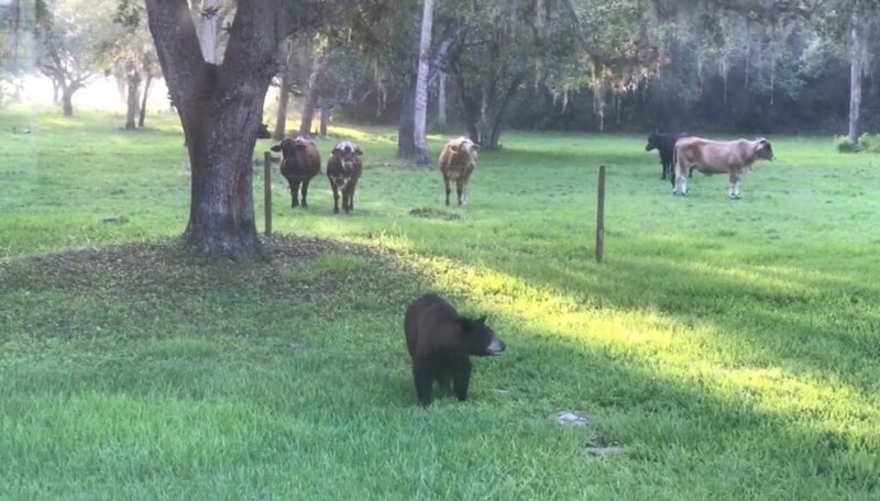 Florida wildlife agency put a homebound dementia patient under surveillance