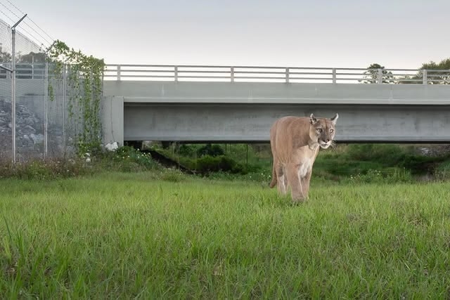 To avoid becoming roadkill, Florida panthers need critter crossings