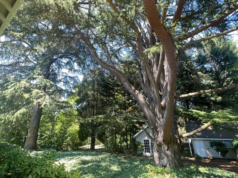 How developers helped shape Seattle’s controversial tree protection ordinance