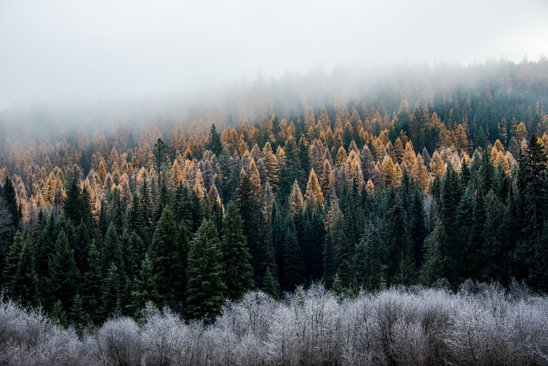 Tribes lead the way in forest resilience