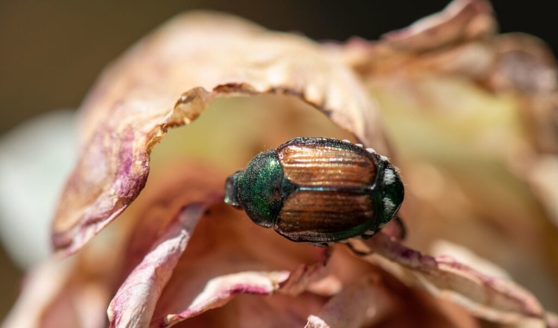 Washington begins annual invasive pest survey