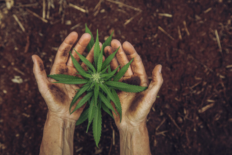 The latest attempt to legalize homegrown marijuana in Washington
