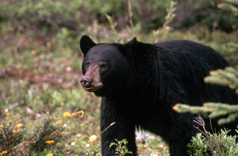 Fish and Wildlife Commission probe finds wrongdoing, doesn’t recommend punishment
