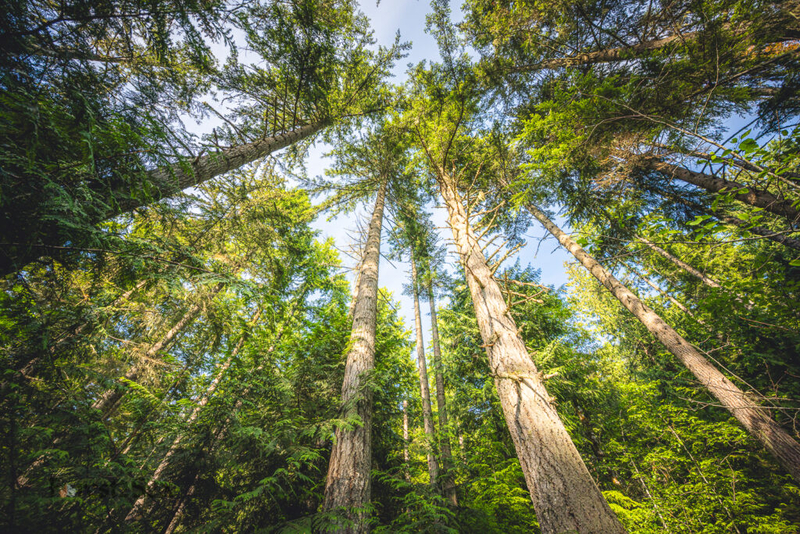 Environmental groups sue to stop 400 acres of logging in WA’s Elwha Watershed